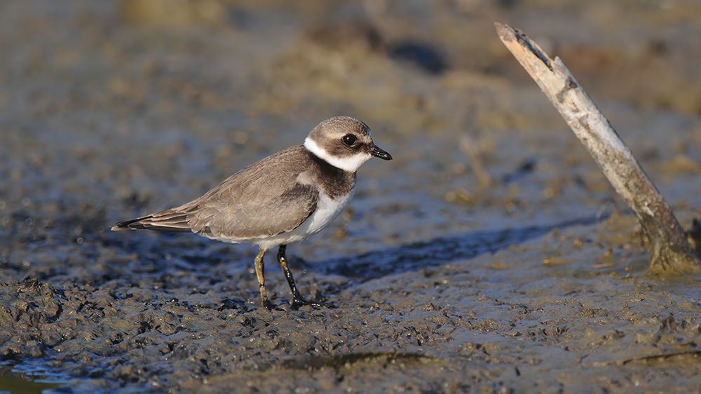 Common Ringed Plover — Ana fotoğraf